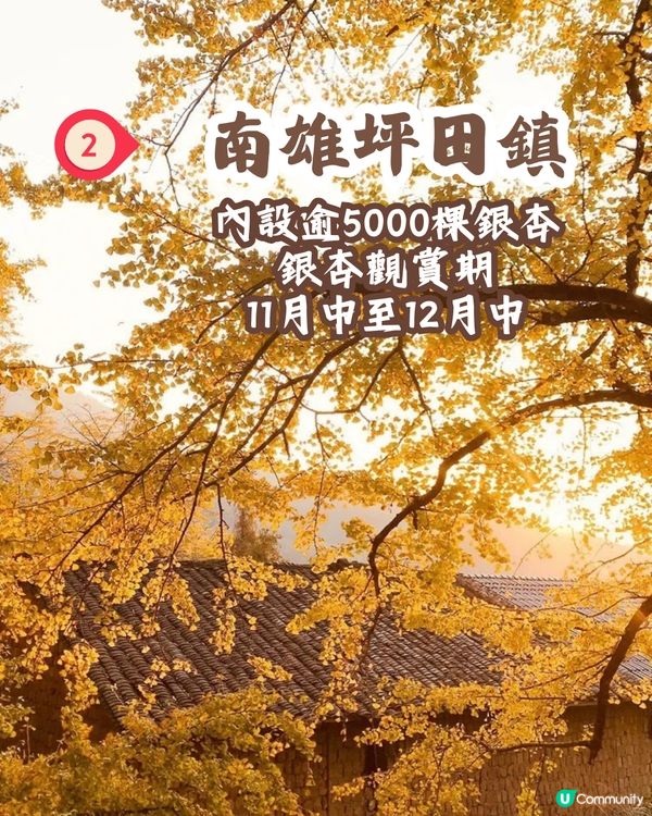 韶關打卡紅葉/銀杏3大推介🍁10萬畝銀杏/8萬棵楓樹！超唯美😍