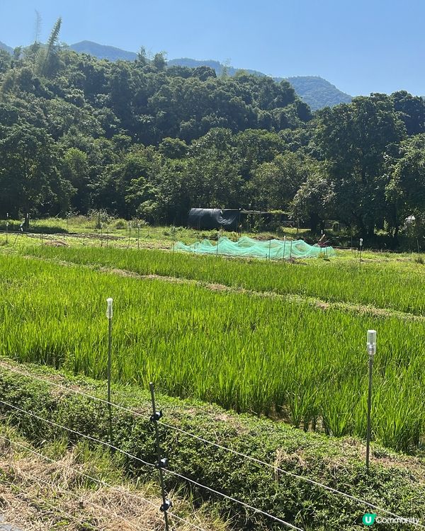 荔枝窩客家古村一日遊 🌿🚶‍♀️