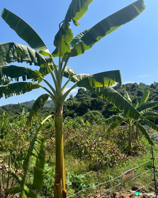 荔枝窩客家古村一日遊 🌿🚶‍♀️