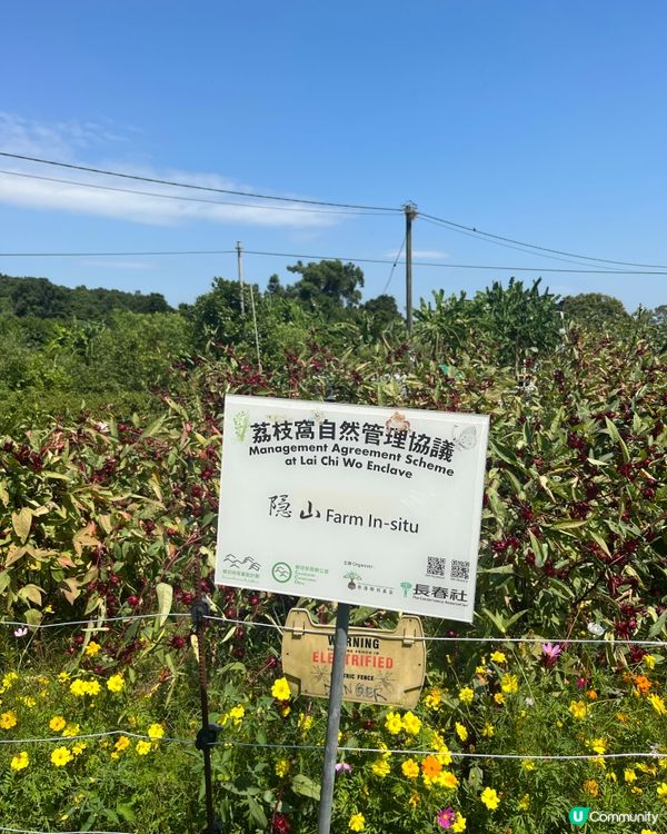 荔枝窩客家古村一日遊 🌿🚶‍♀️