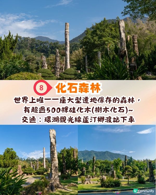 深圳羅湖區仙湖植物園打卡攻略🌲唯美粉色花海+秋日落羽杉+天上人間草坪🚗附交通資訊