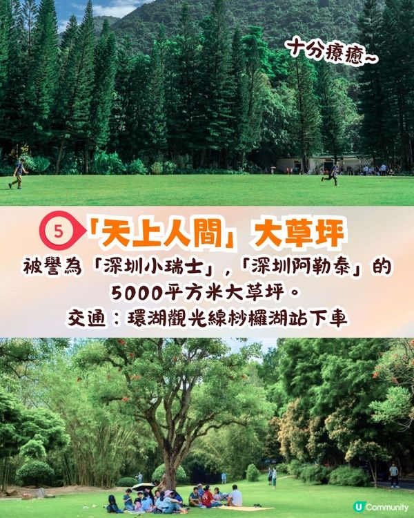 深圳羅湖區仙湖植物園打卡攻略🌲唯美粉色花海+秋日落羽杉+天上人間草坪🚗附交通資訊