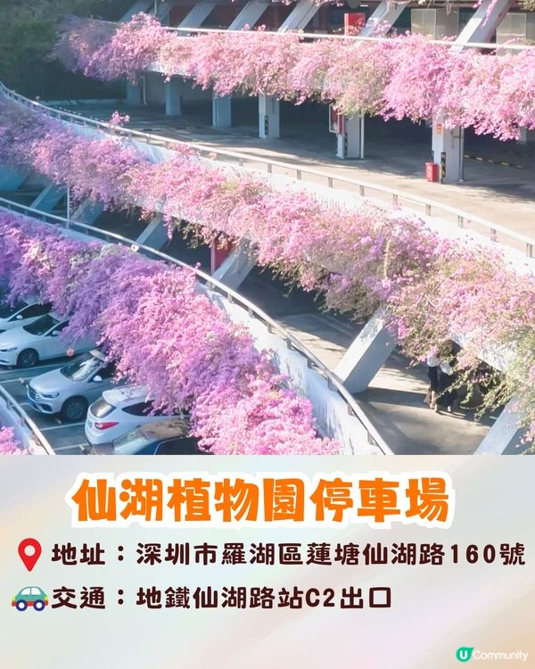 深圳羅湖區仙湖植物園打卡攻略🌲唯美粉色花海+秋日落羽杉+天上人間草坪🚗附交通資訊