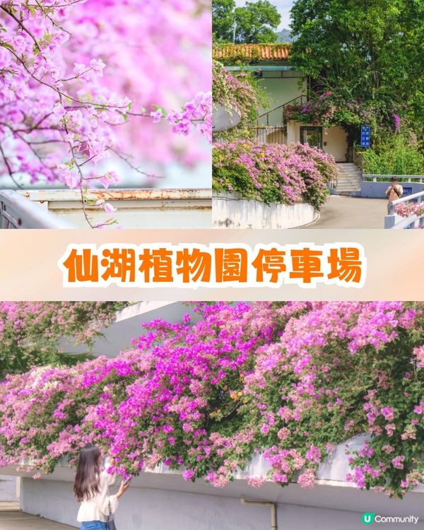 深圳羅湖區仙湖植物園打卡攻略🌲唯美粉色花海+秋日落羽杉+天上人間草坪🚗附交通資訊