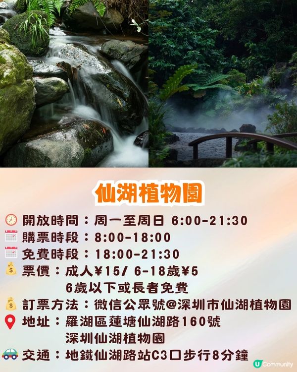 深圳羅湖區仙湖植物園打卡攻略🌲唯美粉色花海+秋日落羽杉+天上人間草坪🚗附交通資訊