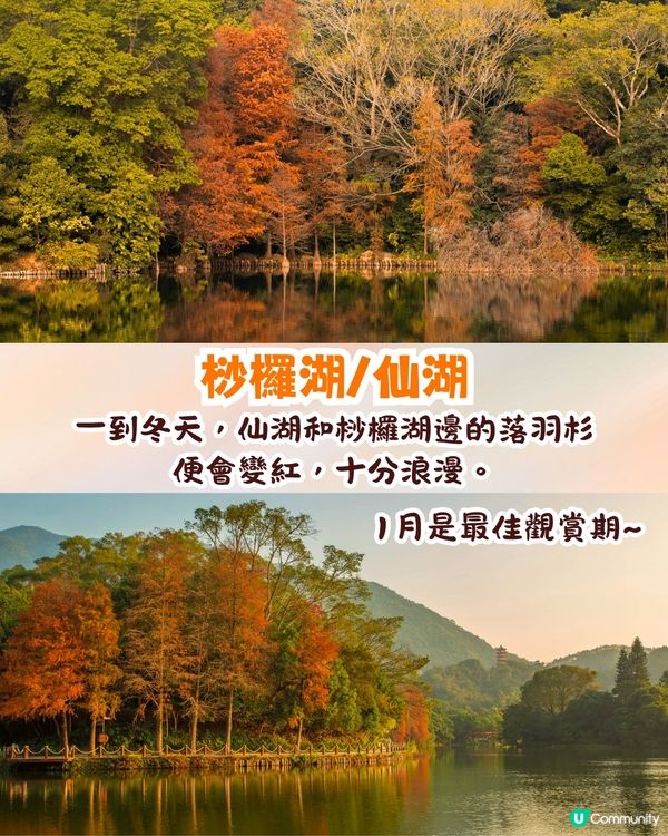 深圳羅湖區仙湖植物園打卡攻略🌲唯美粉色花海+秋日落羽杉+天上人間草坪🚗附交通資訊