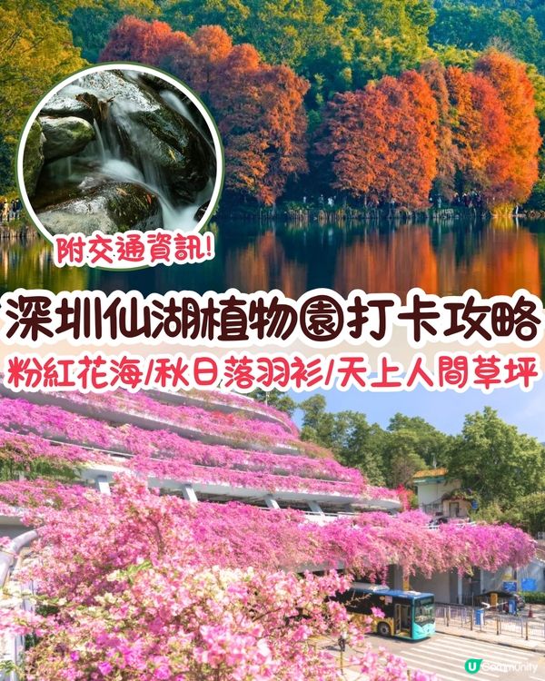 深圳羅湖區仙湖植物園打卡攻略🌲唯美粉色花海+秋日落羽杉+天上人間草坪🚗附交通資訊