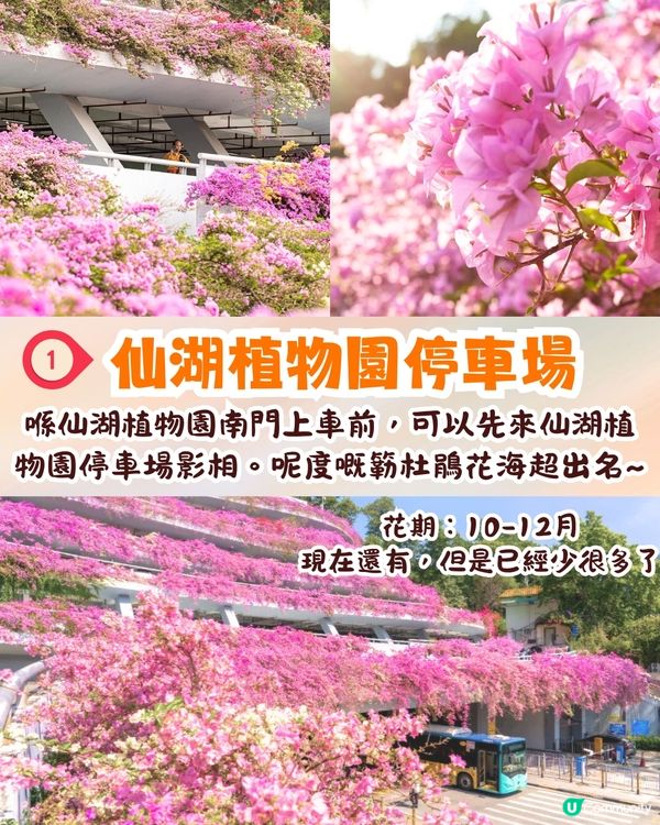 深圳羅湖區仙湖植物園打卡攻略🌲唯美粉色花海+秋日落羽杉+天上人間草坪🚗附交通資訊