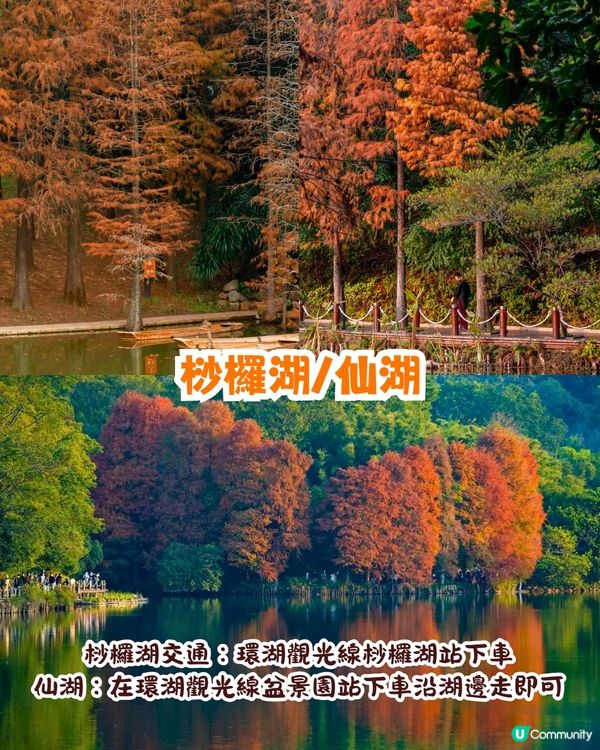深圳羅湖區仙湖植物園打卡攻略🌲唯美粉色花海+秋日落羽杉+天上人間草坪🚗附交通資訊