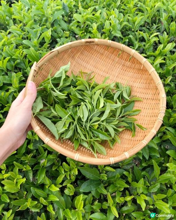 🍵嘆茶 - 🇯🇵福岡八女茶🍵 