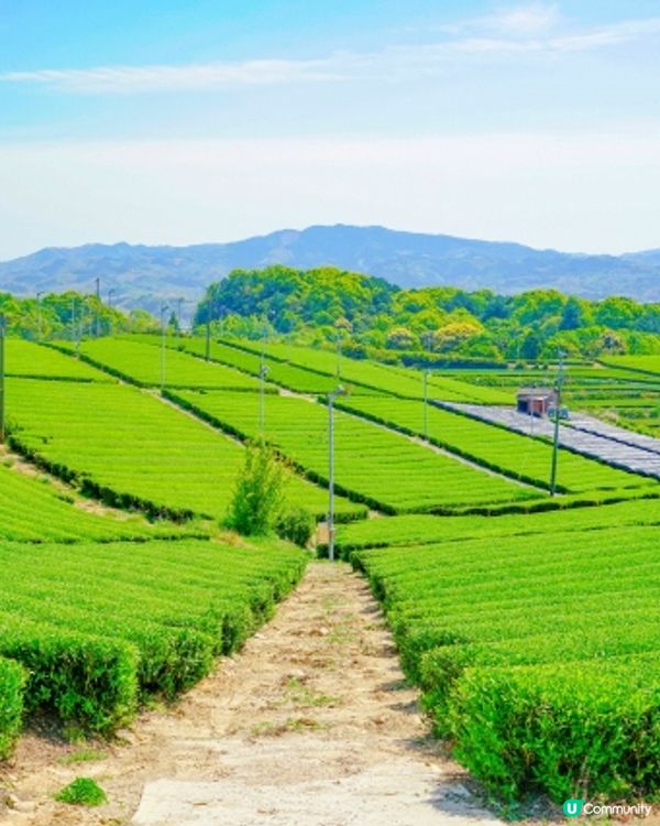 🍵嘆茶 - 🇯🇵福岡八女茶🍵 