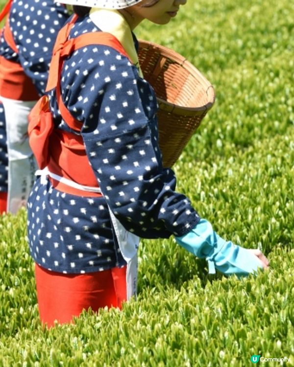 🍵嘆茶 - 🇯🇵福岡八女茶🍵 
