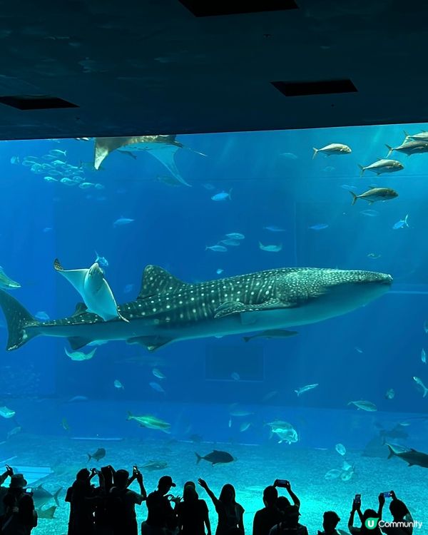 【 沖繩北部一日遊 | 景點豐富吸引全包門券 】