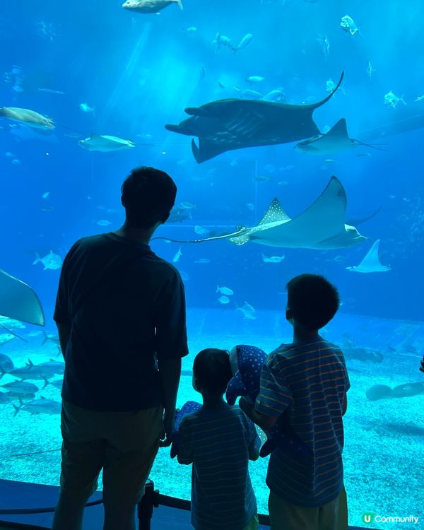【 沖繩北部一日遊 | 景點豐富吸引全包門券 】
