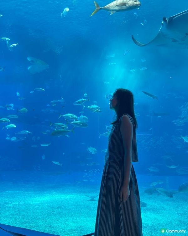 【 沖繩北部一日遊 | 景點豐富吸引全包門券 】