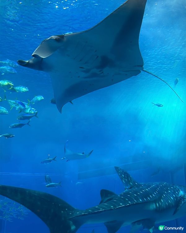 【 沖繩北部一日遊 | 景點豐富吸引全包門券 】