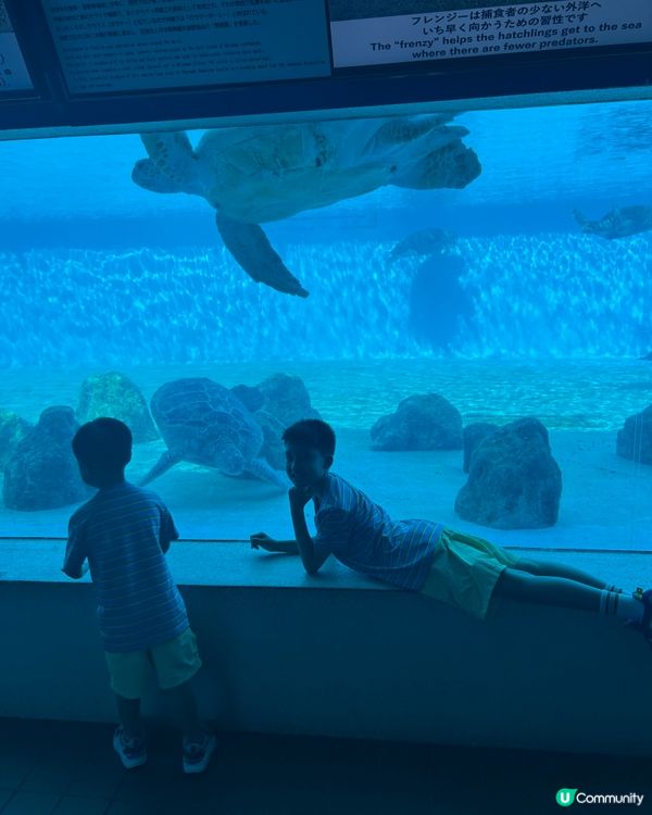 【 沖繩北部一日遊 | 景點豐富吸引全包門券 】