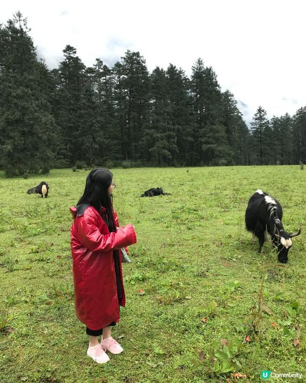 玉龍雪山🏔️氂牛坪打卡🐮🐃