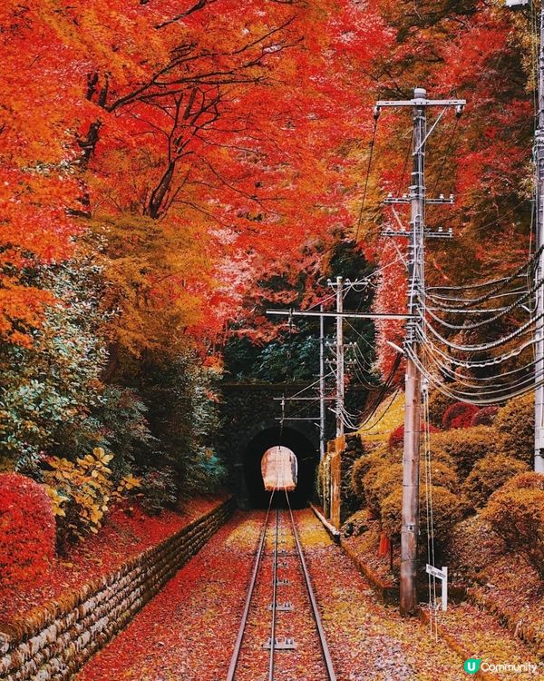 東京高尾山絕美🍁路線和美食全攻略😍