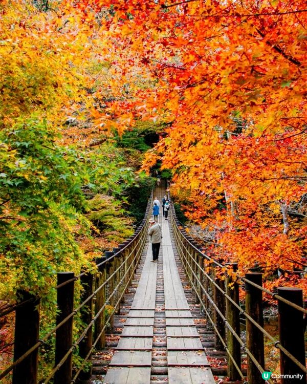 東京高尾山絕美🍁路線和美食全攻略😍