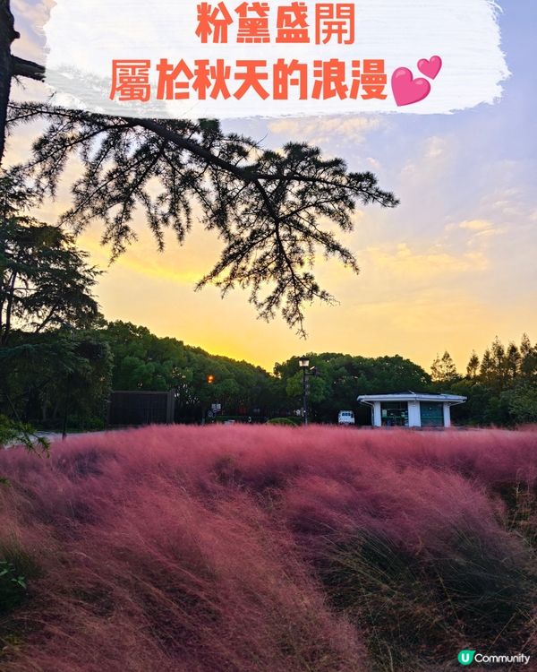 粉黛盛開，屬於秋天的浪漫