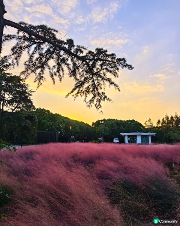 粉黛盛開，屬於秋天的浪漫
