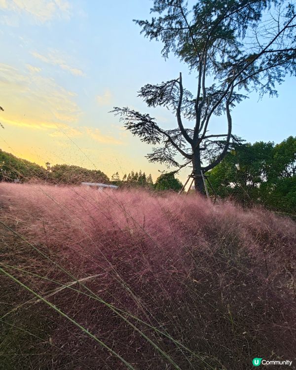 粉黛盛開，屬於秋天的浪漫