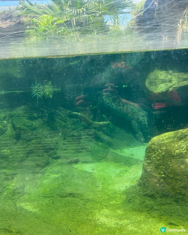 鱷魚🐊貝具的休息之所