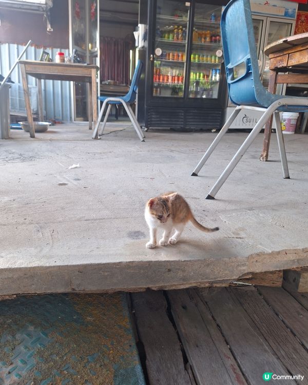 單車遊元朗到南生圍 🚴‍♂️🚴‍♀️