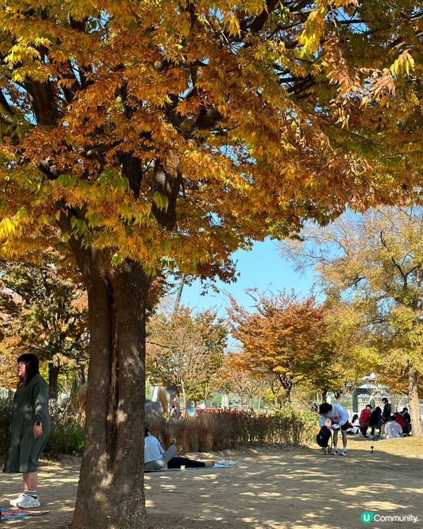 🇰🇷韓國銀杏紅楓景觀