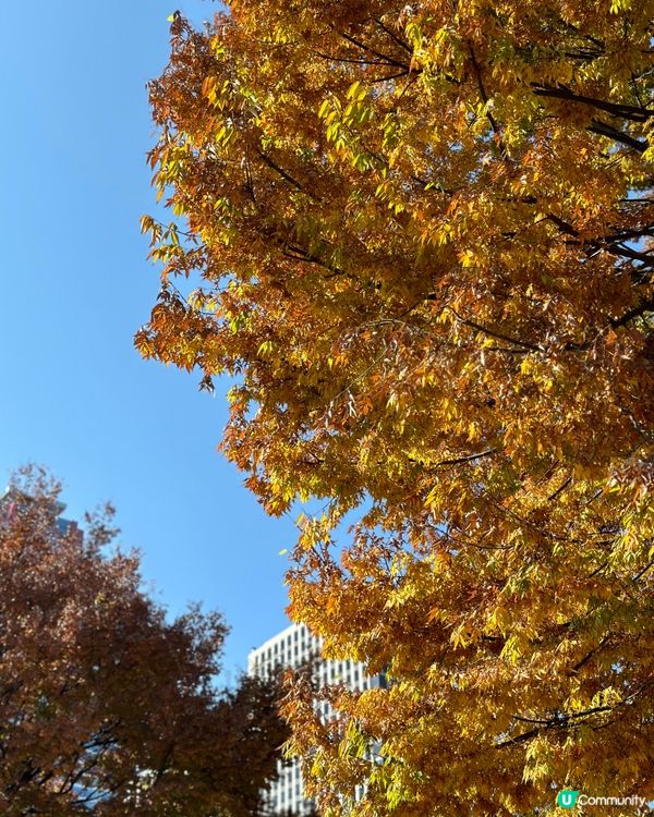 🇰🇷韓國銀杏紅楓景觀