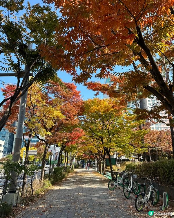 🇰🇷韓國銀杏紅楓景觀
