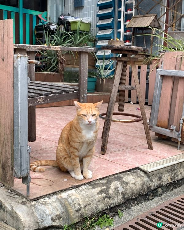 香港水上特色房屋-大澳棚屋一日遊