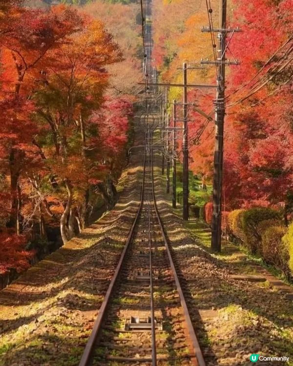 東京必去賞楓🍁景點及攻略分享