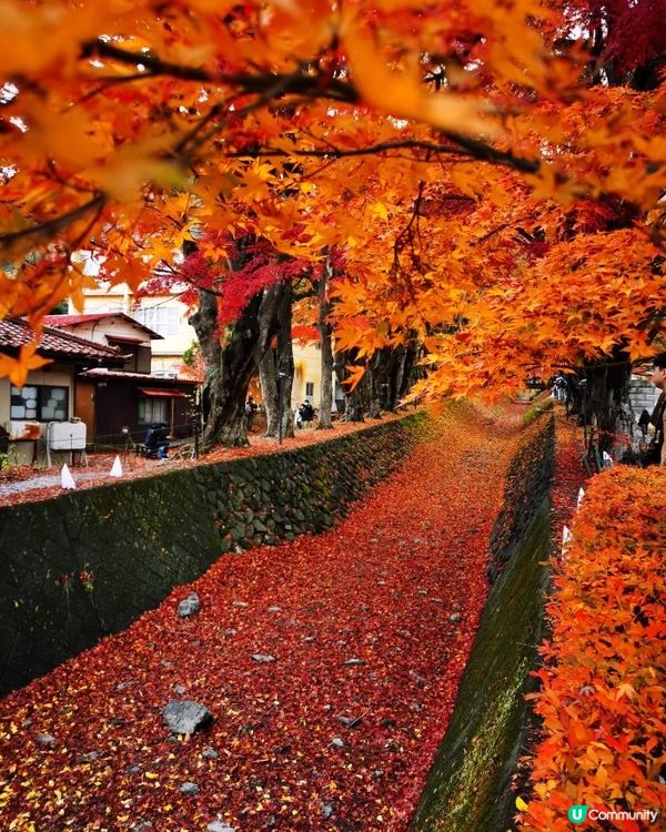 東京必去賞楓🍁景點及攻略分享