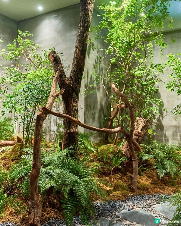 📍深圳必去💆🏻‍♀️SPA新天花板 - 森林系SPA館