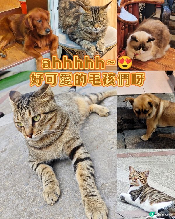 ahhhhh~😍 好可愛的毛孩們呀