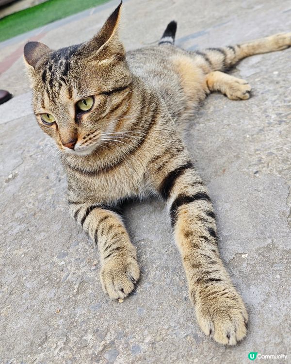 ahhhhh~😍 好可愛的毛孩們呀