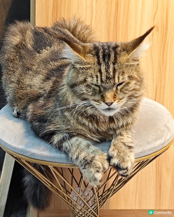 ahhhhh~😍 好可愛的毛孩們呀