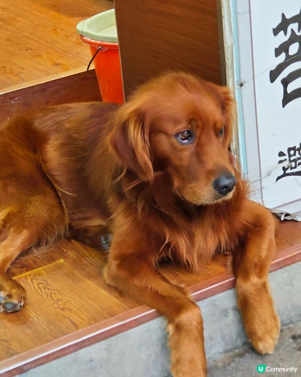 ahhhhh~😍 好可愛的毛孩們呀