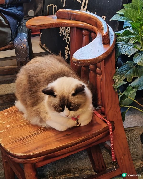 ahhhhh~😍 好可愛的毛孩們呀