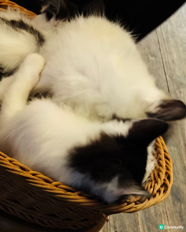 ahhhhh~😍 好可愛的毛孩們呀