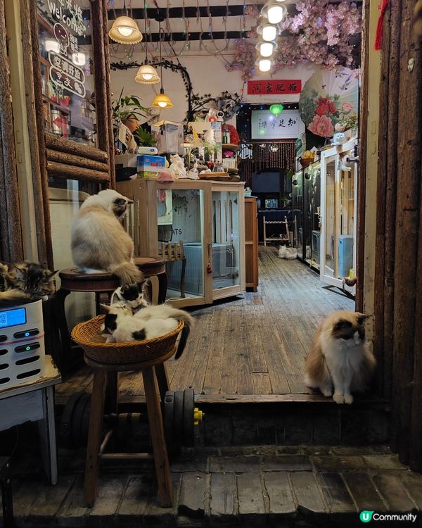 ahhhhh~😍 好可愛的毛孩們呀