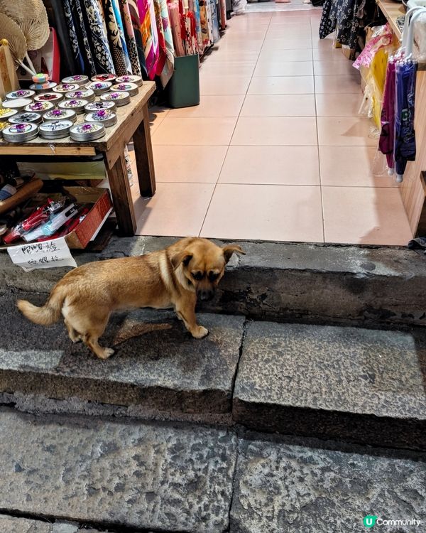 ahhhhh~😍 好可愛的毛孩們呀