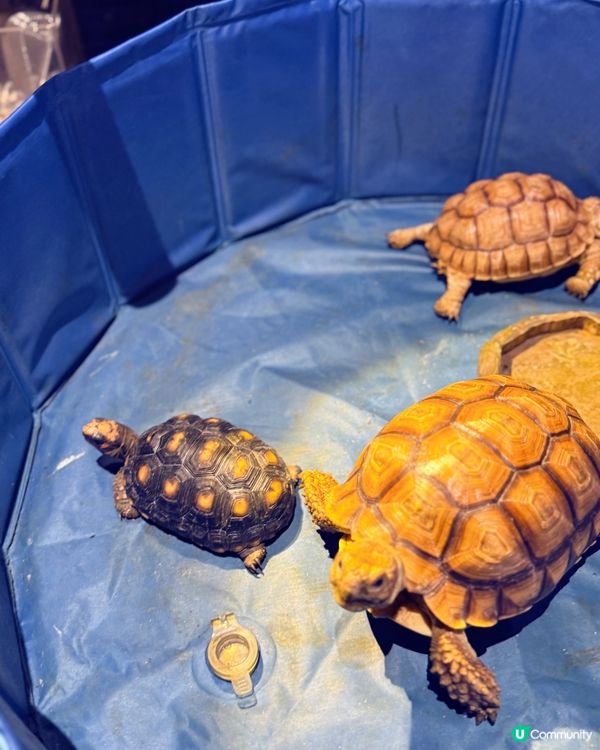 荃灣水母探索館