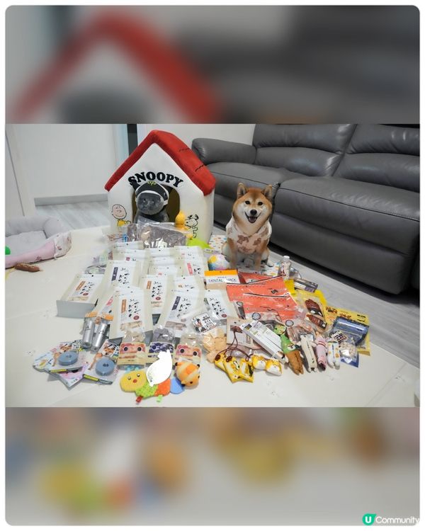 日本寵物用品 購物分享💕