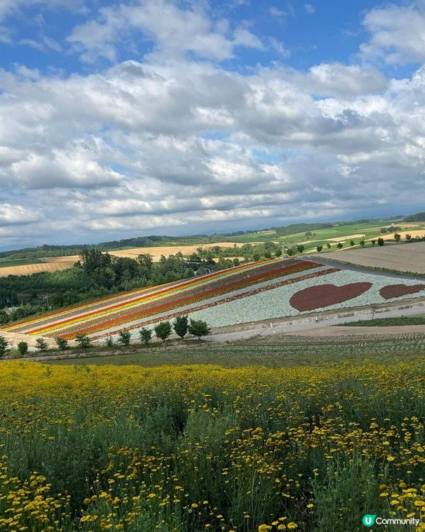 看着美麗的花朵🌺 🌻🪻與薰衣草田