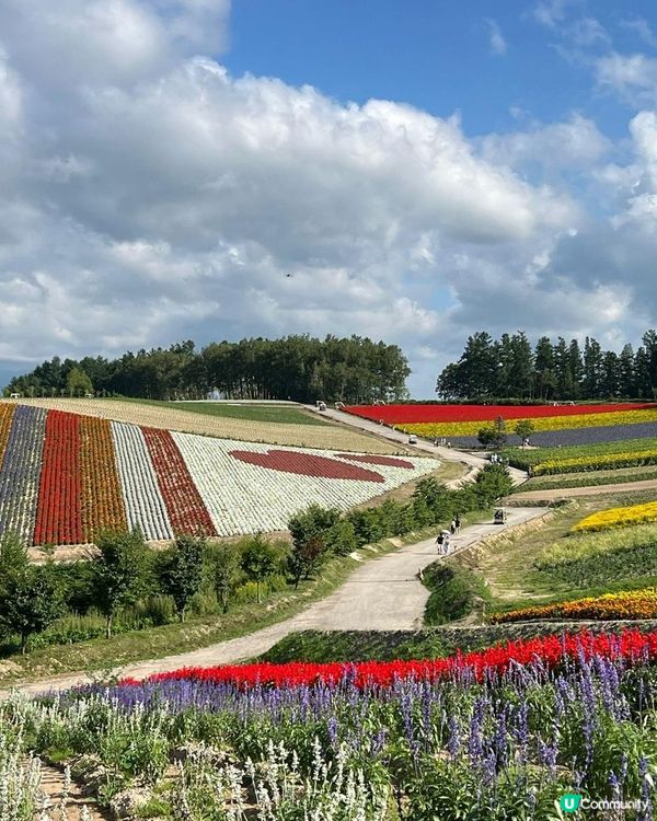 看着美麗的花朵🌺 🌻🪻與薰衣草田