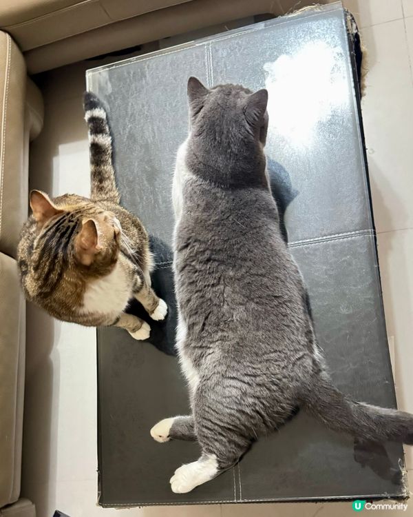 茶幾己被喵星人霸佔