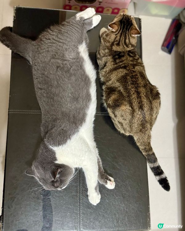 茶幾己被喵星人霸佔